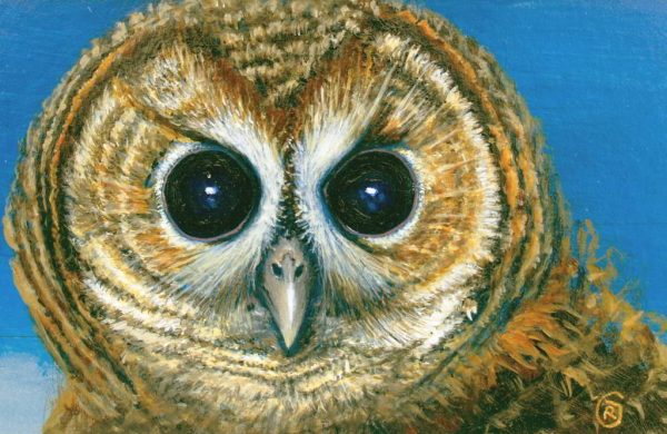 Owl Portrait by Rhia Janta-Cooper