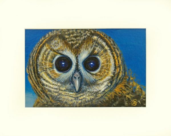 Mounted Owl Portrait by Rhia Janta-Cooper