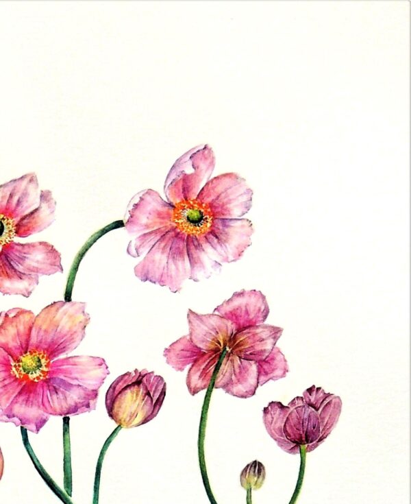 Anemone flower botanical watercolour by UK artist Elizabeth Sadler