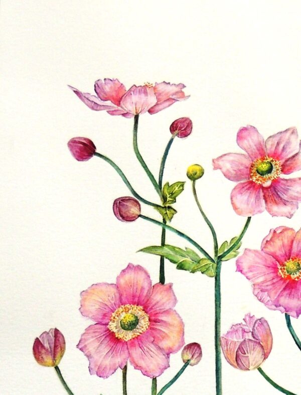 Anemone flower botanical watercolour by UK artist Elizabeth Sadler