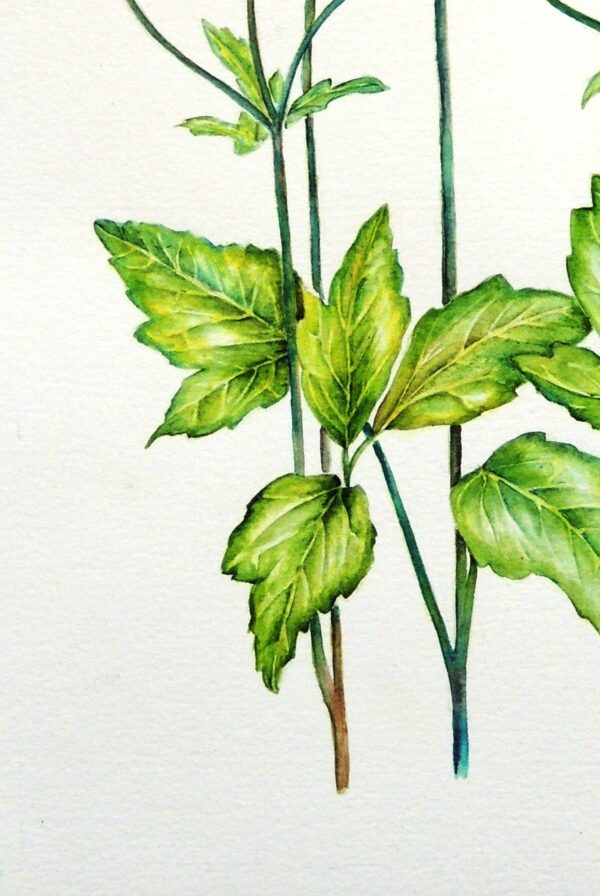 Anemone flower botanical watercolour by UK artist Elizabeth Sadler