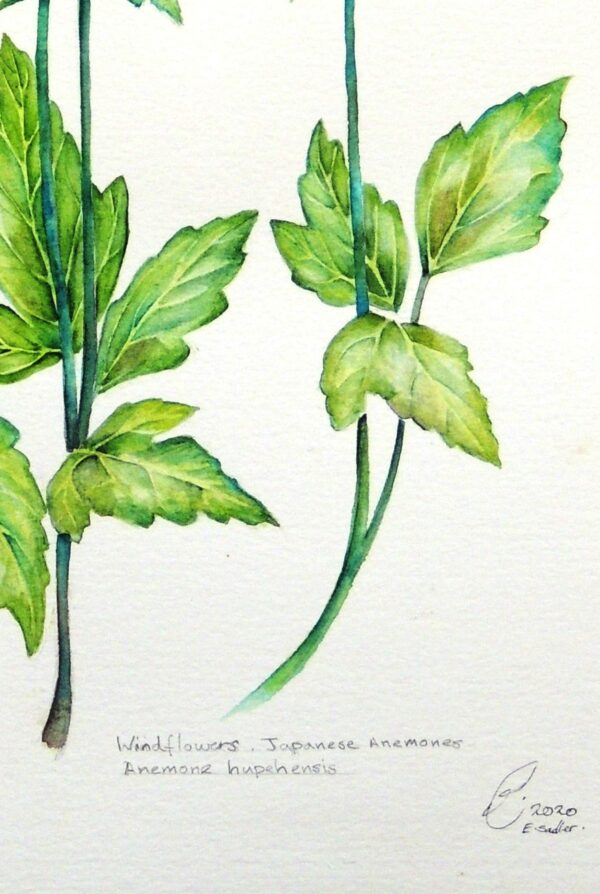 Anemone flower botanical watercolour by UK artist Elizabeth Sadler