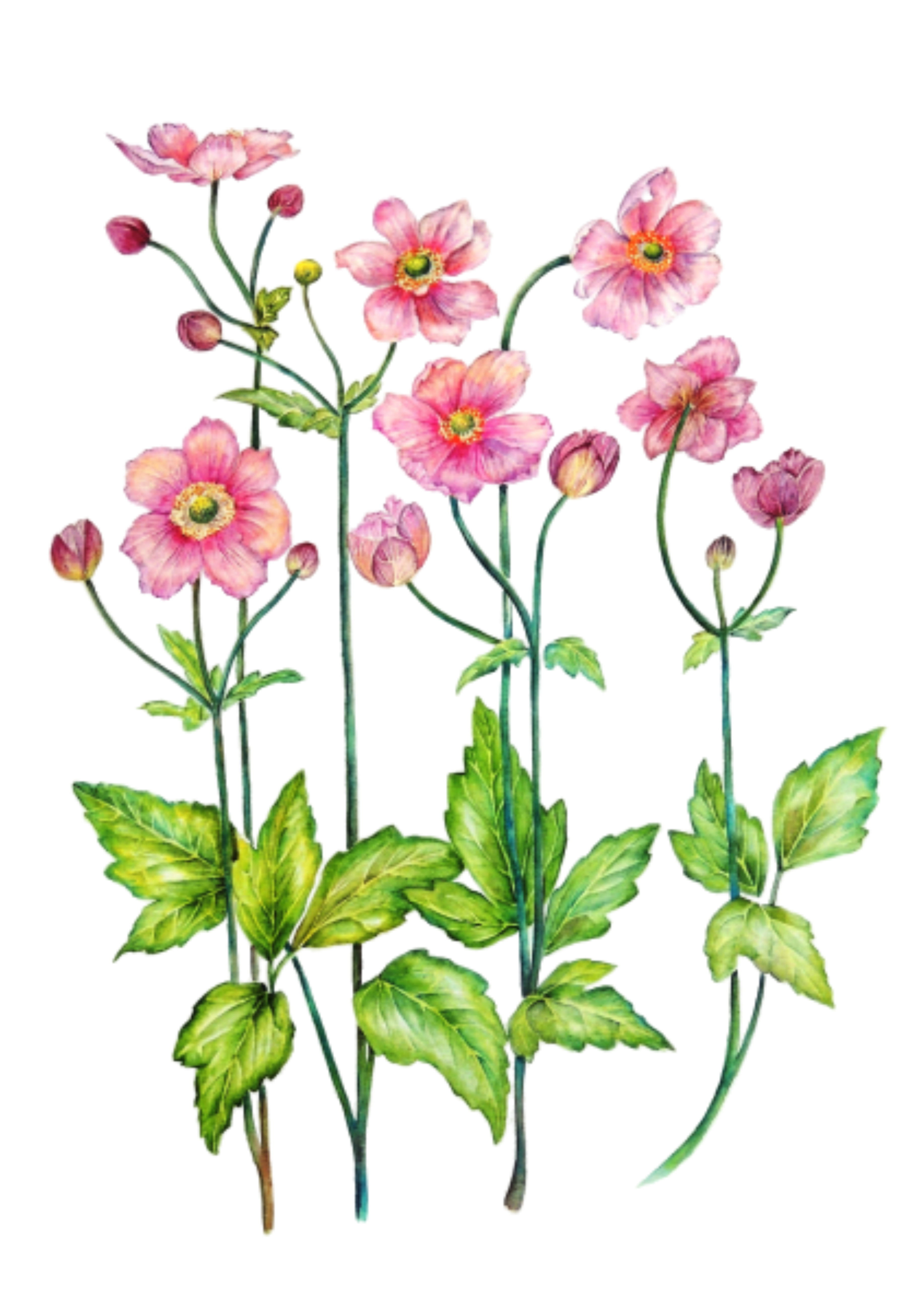 Anemone flower botanical watercolour by UK artist Elizabeth Sadler