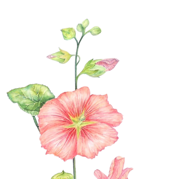 Hollyhock flower watercolour painting by UK artist Elizabeth Sadler