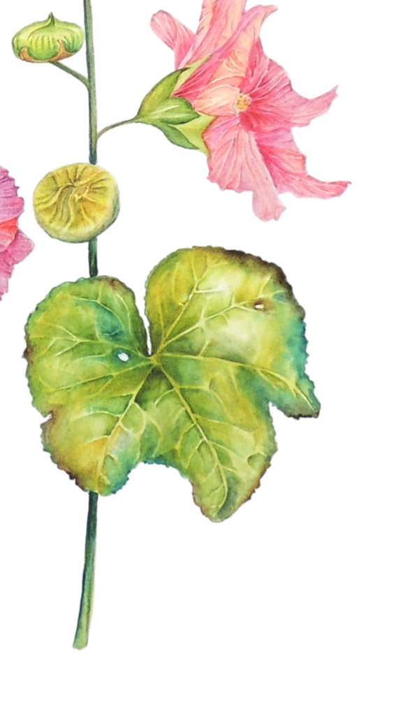 Hollyhock flower watercolour painting by UK artist Elizabeth Sadler