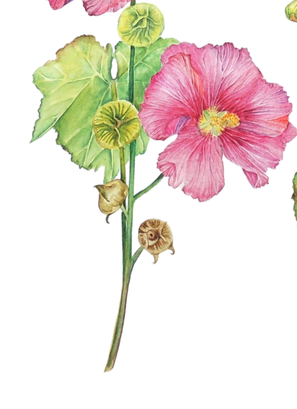 Hollyhock flower watercolour painting by UK artist Elizabeth Sadler