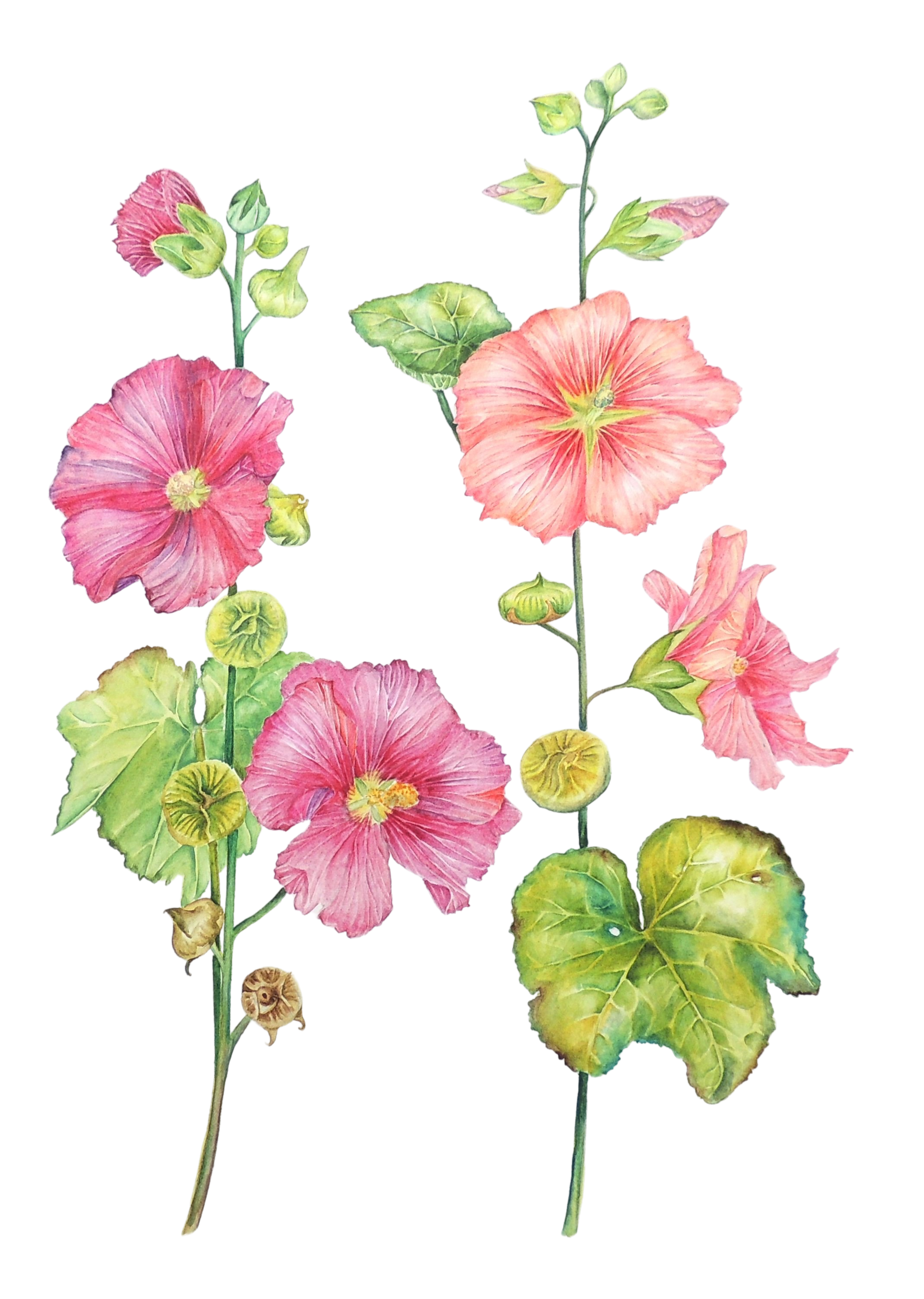 Hollyhock flower watercolour painting by UK artist Elizabeth Sadler