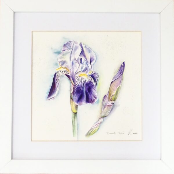 Blue Iris framed watercolour by UK artist Elizabeth Sadler