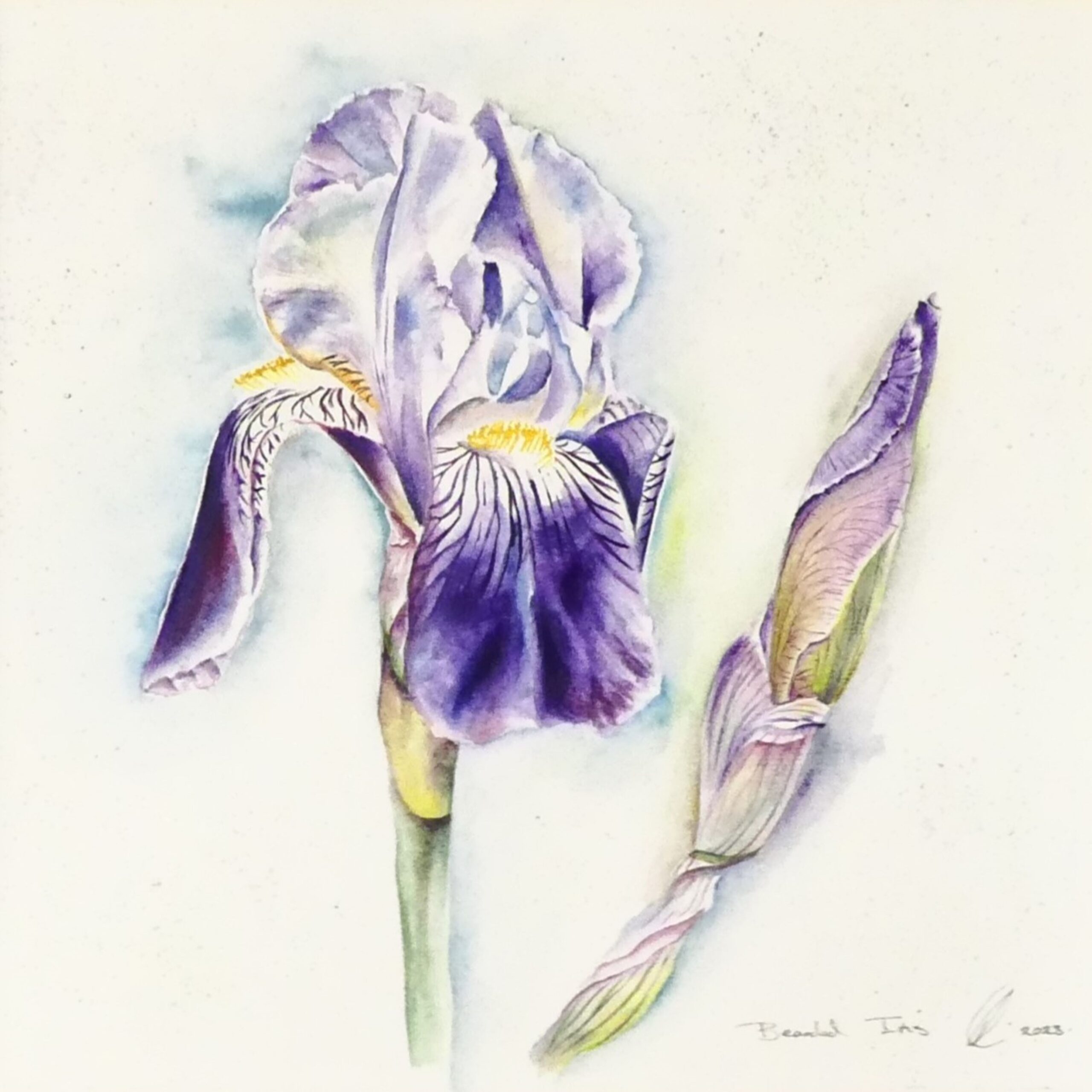 Blue Iris framed watercolour by UK artist Elizabeth Sadler