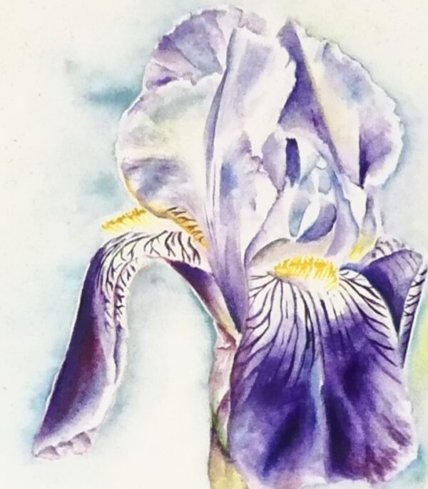 Blue Iris framed watercolour by UK artist Elizabeth Sadler