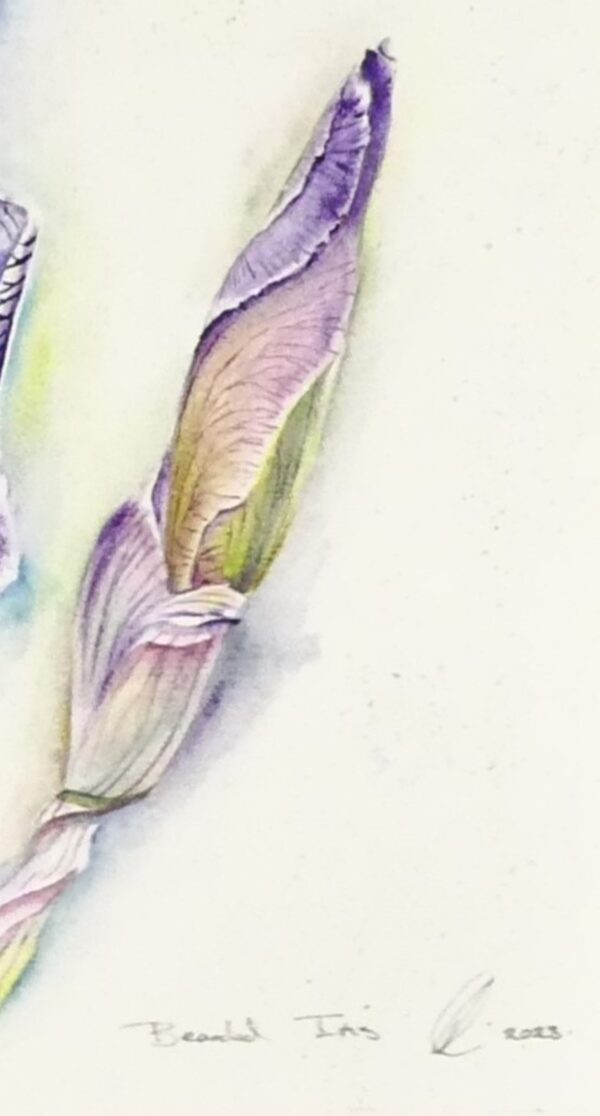 Blue Iris framed watercolour by UK artist Elizabeth Sadler