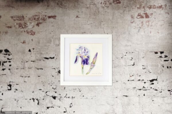 Blue Iris framed watercolour by UK artist Elizabeth Sadler