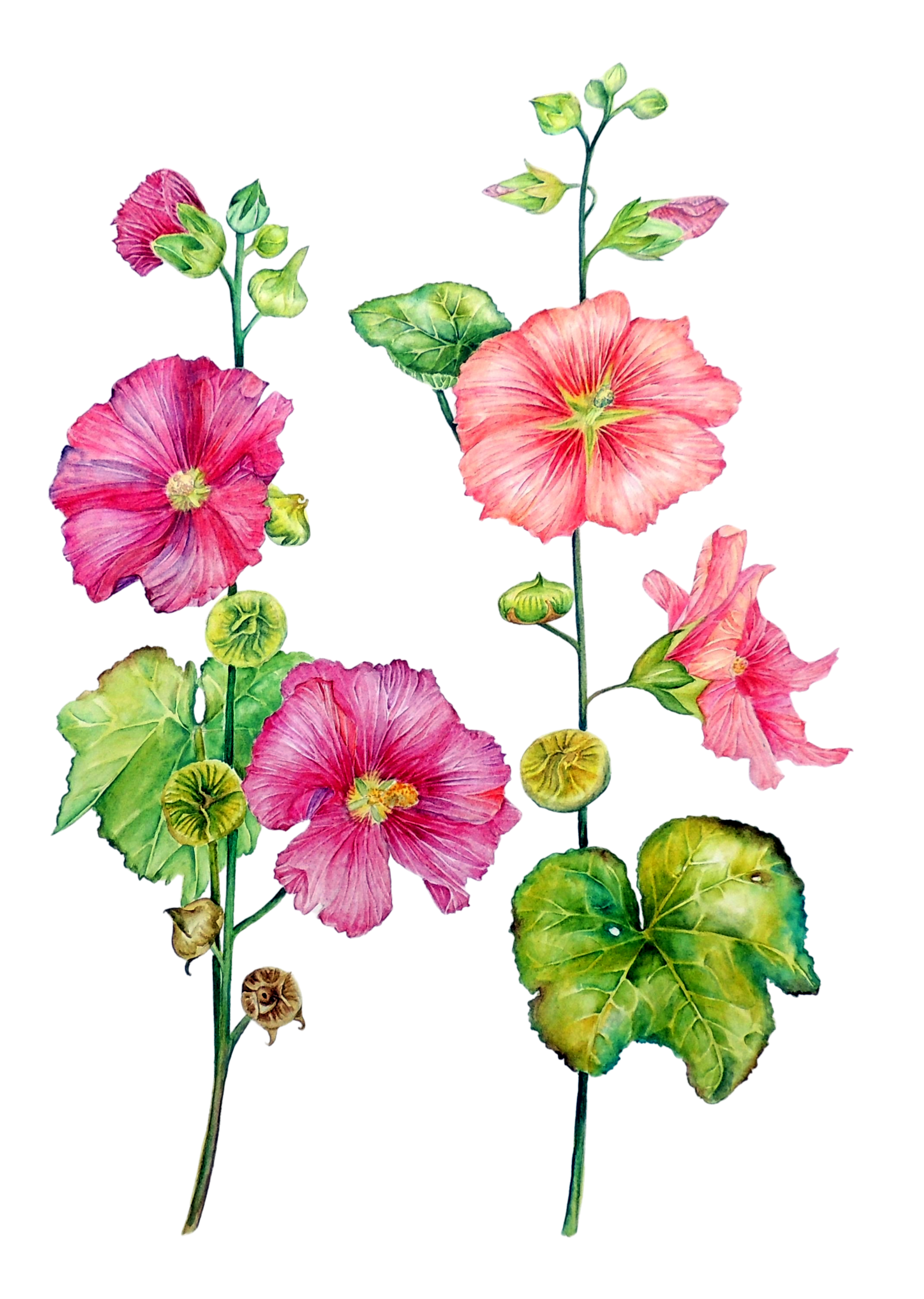 hollyhock flowers watercolour painting by UK artist Elizabeth Sadler
